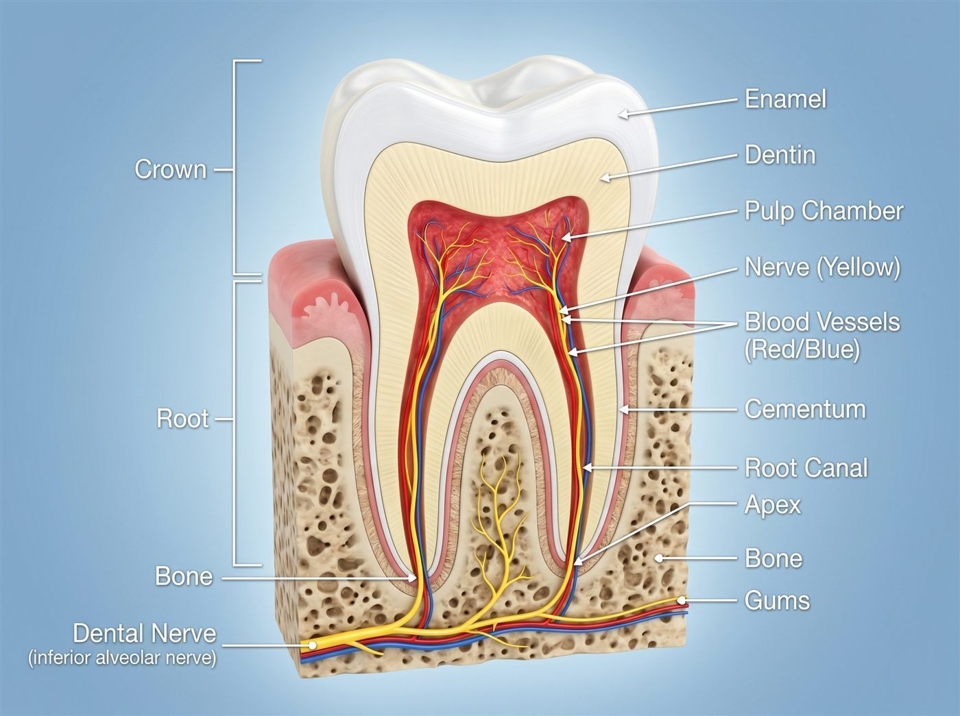 Root canal